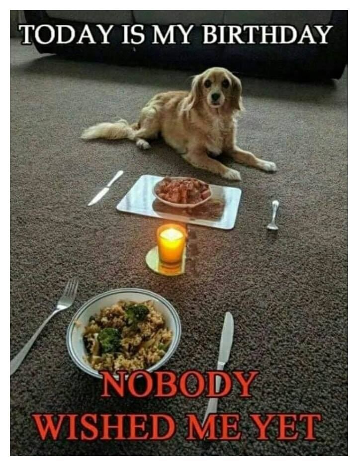 𝕏 Dogs tweet media