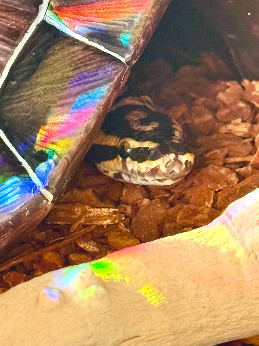 PoSnek's tweet photo. rainbow window

-Po https://t.co/v0buSpNcQG
