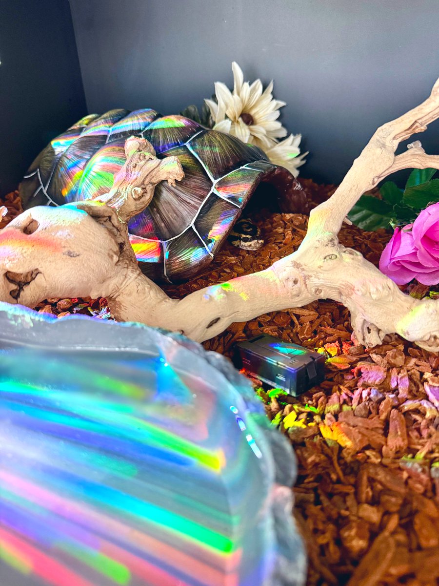 PoSnek's tweet photo. rainbow window

-Po https://t.co/v0buSpNcQG