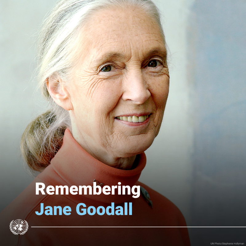 UN's tweet photo. The scientist, conservationist and UN Messenger of Peace Jane Goodall dedicated her life to safeguarding nature and its inhabitants.

Her extraordinary legacy will continue to inspire our collective efforts for peace, sustainability and harmony with the environment.