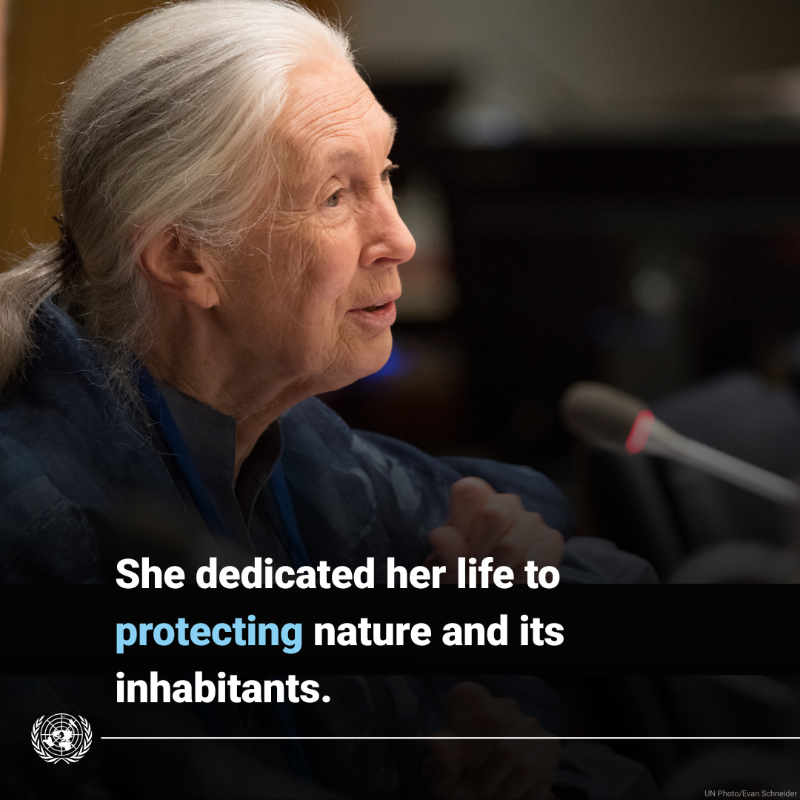 UN's tweet photo. The scientist, conservationist and UN Messenger of Peace Jane Goodall dedicated her life to safeguarding nature and its inhabitants.

Her extraordinary legacy will continue to inspire our collective efforts for peace, sustainability and harmony with the environment.