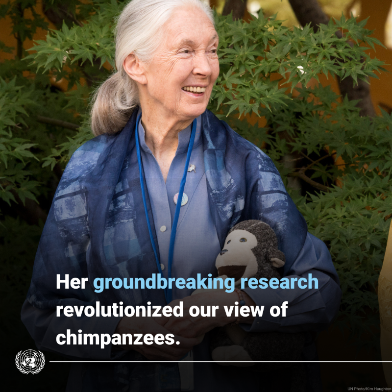 UN's tweet photo. The scientist, conservationist and UN Messenger of Peace Jane Goodall dedicated her life to safeguarding nature and its inhabitants.

Her extraordinary legacy will continue to inspire our collective efforts for peace, sustainability and harmony with the environment.