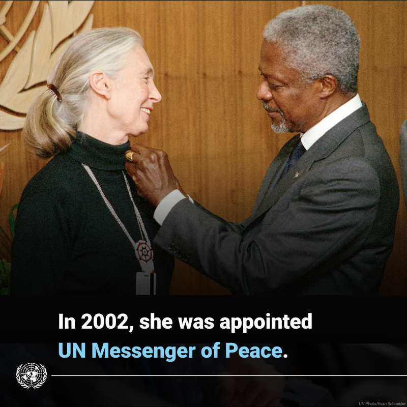UN's tweet photo. The scientist, conservationist and UN Messenger of Peace Jane Goodall dedicated her life to safeguarding nature and its inhabitants.

Her extraordinary legacy will continue to inspire our collective efforts for peace, sustainability and harmony with the environment.