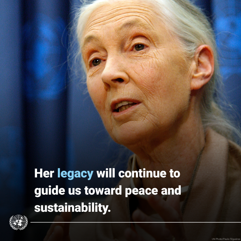 UN's tweet photo. The scientist, conservationist and UN Messenger of Peace Jane Goodall dedicated her life to safeguarding nature and its inhabitants.

Her extraordinary legacy will continue to inspire our collective efforts for peace, sustainability and harmony with the environment.