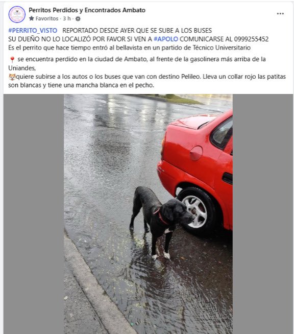 MarlonRiosH's tweet photo. Genteeee se perdió Apolo lo están buscando por favor difundir https://t.co/HM7gb33Kye