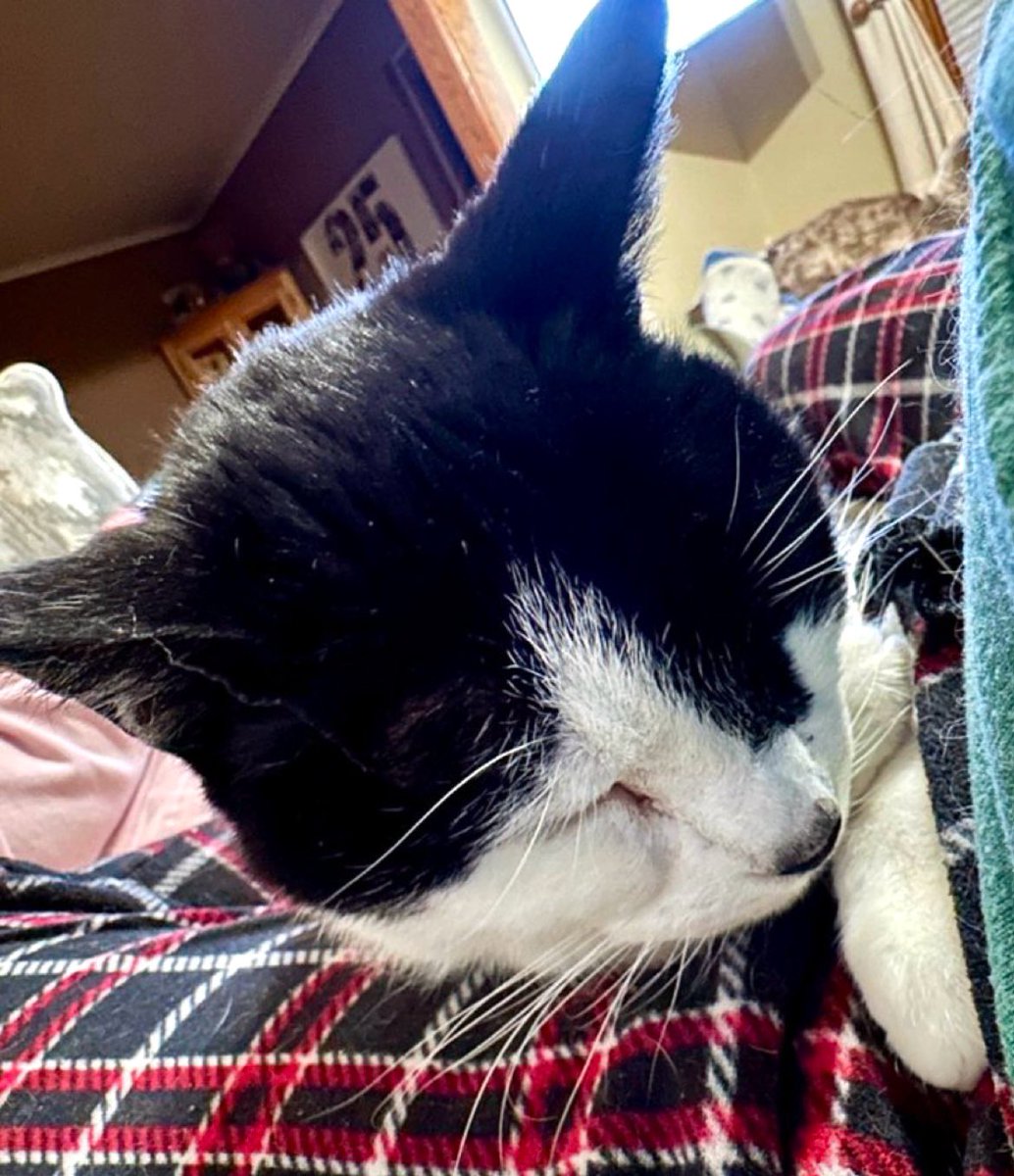 catgirl321's tweet photo. #TributeRide 9/30/25
I am riding for:
@KittyHavenNY utterly grief-stricken Dad💔
Adored and cherished soulmate BB has joined the ranks of Rainbow Bridge Angels🌈🌟
#BBOT #PinkAngels #weeti #ZSHQ #TheRuffRiderz #TheAviators #AngelsTogether #AngelBB https://t.co/5C3PeEnhSA