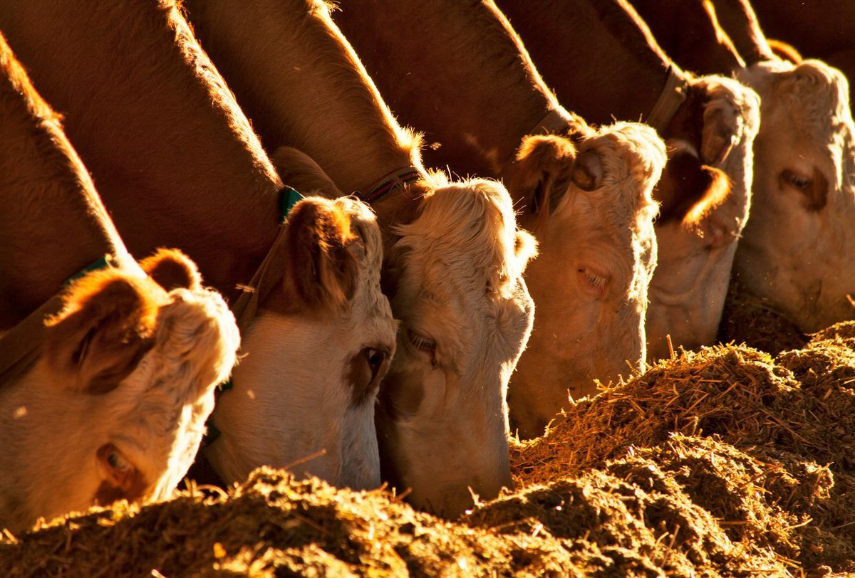 Join us for the Masterfeeds Beef Producer Meeting on October 28th at 9 AM at the Royal Canadian Legion Hall. Enjoy a free lunch while connecting with fellow producers and industry experts. Reserve your spot today! #Masterfeeds