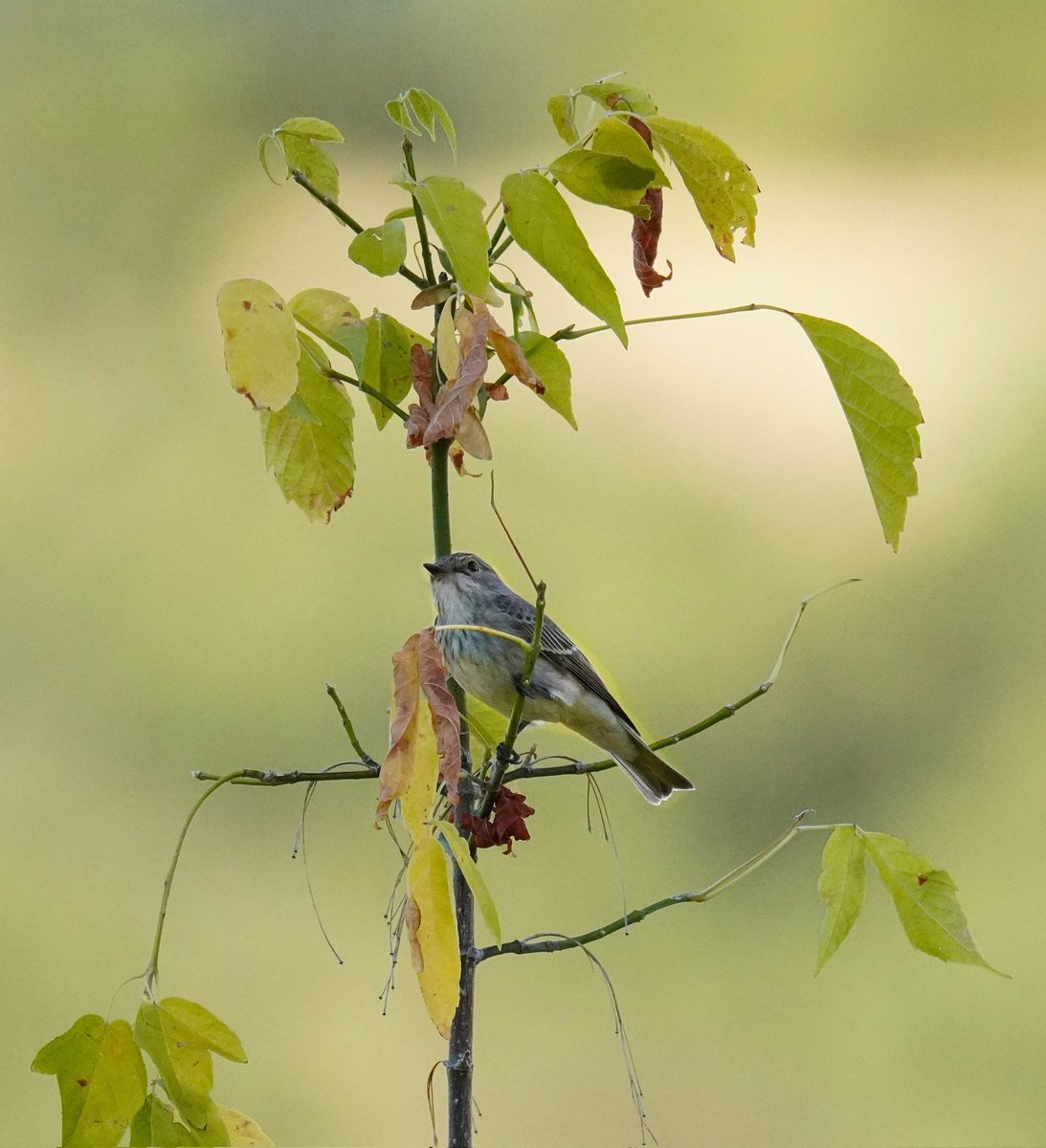 ❤️
Her anın,her yanın kadın..
Tenin, kokun,her adımın, endamın…
Kadın...kadınsı hallerini seviyorum.
Dudaklarını kıvrım kıvrım ,
Gözlerinin uzak bakışını…cilve yapışını
Kalbim,tenim,bedenim  titriyor…
Mum ışığı gibi... sönme…
sönmesin ne olur , aşk...aşk ateşi..
vedatateş
