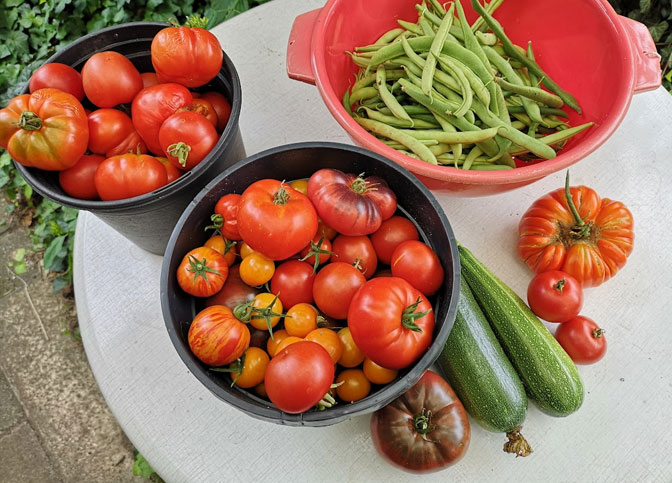 Saison-Fazit Ernte 2025 und erste Planungen 2026: Habt Ihr Tipps? Für 2026 suchen wir geschmackvolle Tomaten, gerne mittelfrühe und späte Sorten! Und Tipps für Gurken, eher so geschmackvolle Landgurken, keine Massenware das-wilde-gartenblog.de/2025/10/03/sai…