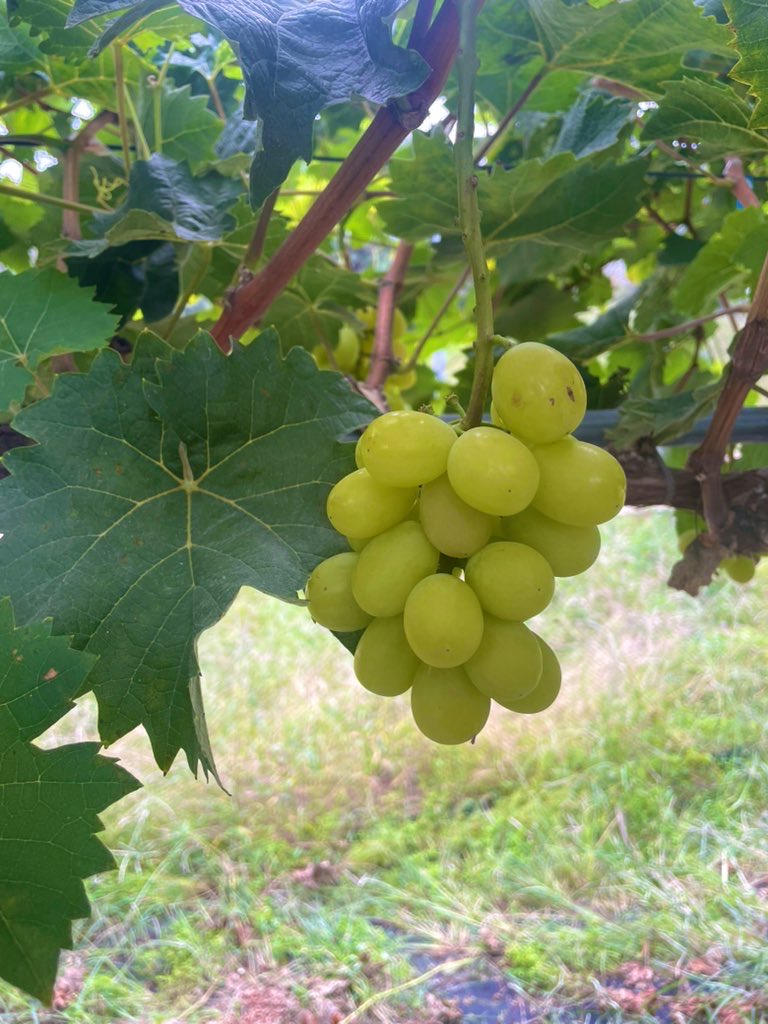 모종 심은 거랑 포도밭
모기 20군데 정도 물림ㄱ-