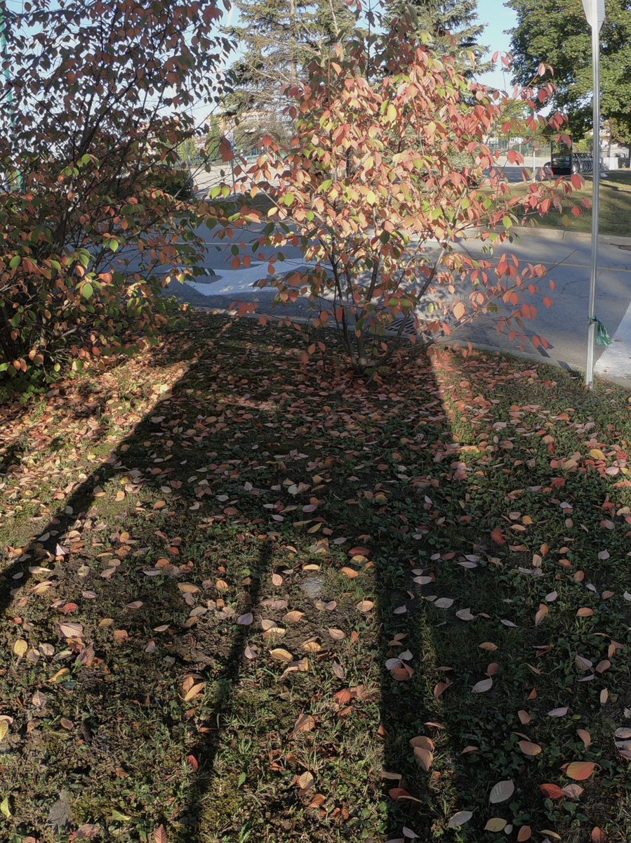 Rodzprieto's tweet photo. Llega el otoño https://t.co/CLVgA3zztC