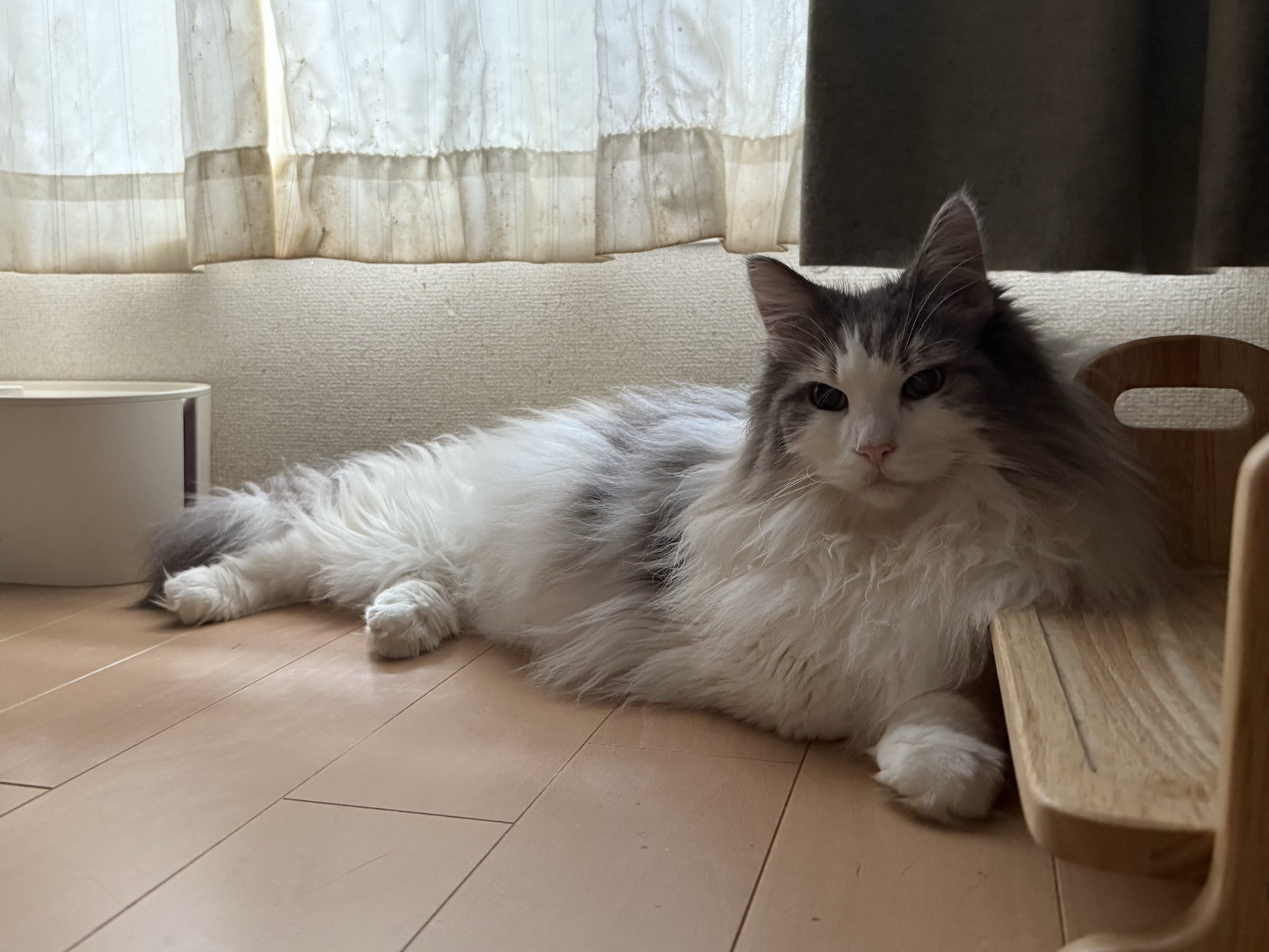 きじとらねこ64 on X: 