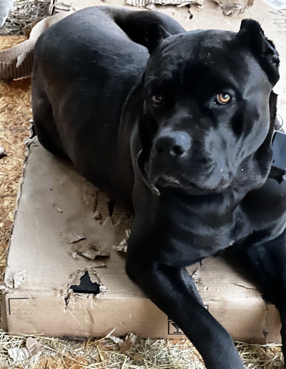 BrimstonedLLC's tweet photo. If anyone wants a #CaneCorso #puppy, I have a litter of #ICCF registered pups that are ready to go. $1000. All the males look like him. I have 2 black females that will look just like their daddy.
(Stills are Dad (Simeon). Video is Female A. There’s Female B too. DM for details) https://t.co/VMTTeMcInv