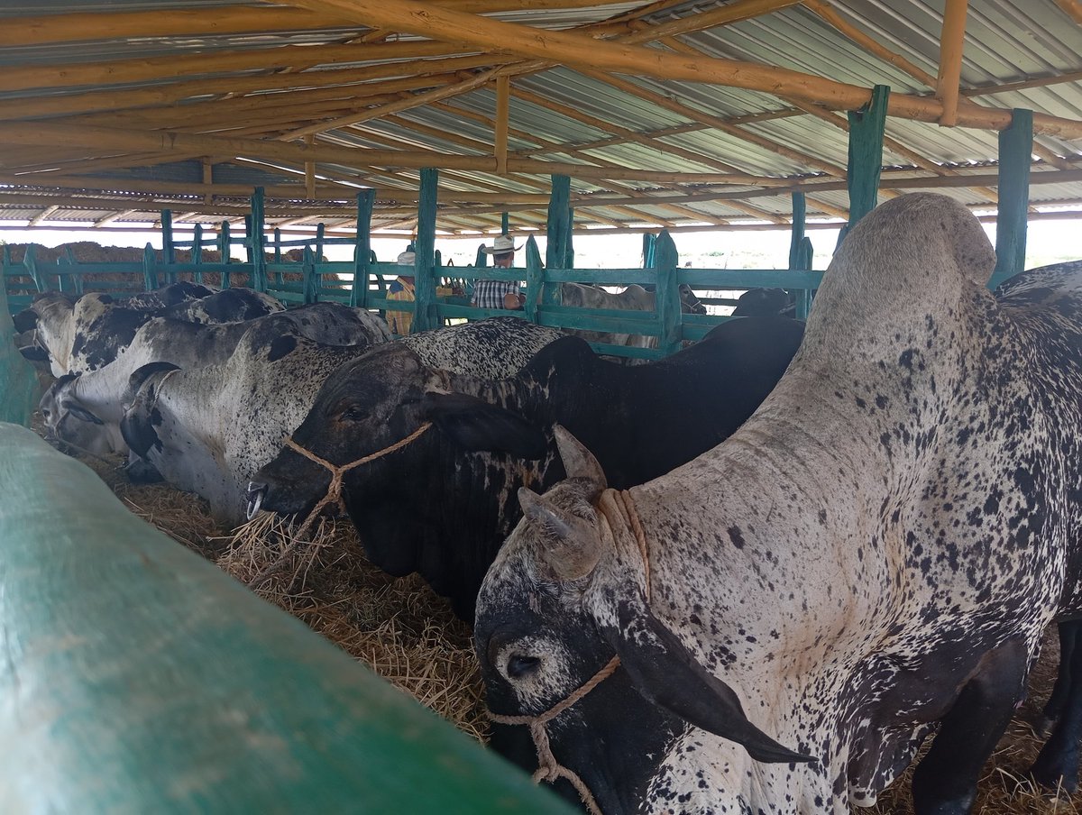 Se preparan los ejemplares Cebú Sardo Negro para la Feria agropecuaria en Rancho Sur #SurDelJíbaro
#LaSierpe
#SanctiSpíritusEnMarcha 
<a href="/DeivyPrezMartn1/">Deivy Pérez Martín</a> 
<a href="/Carlos_GRguez/">Carlos Gutiérrez Rodríguez</a> 
<a href="/AlexisLorente74/">Alexis Lorente Jiménez</a> 
<a href="/Yilian84143134/">Yilian</a>