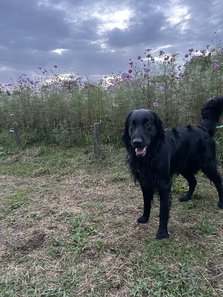 小金井公園の秋桜。
仕事前にワンコと遊びました。
出勤してすぐにラジオから
聴き覚えのある曲が流れて来ました！
先日、渋谷クワトロでのライブは最高な気分となり
JONのメッセージに感動もしました。
僕も友人の完全治癒を願っています♪#weekendsunshine