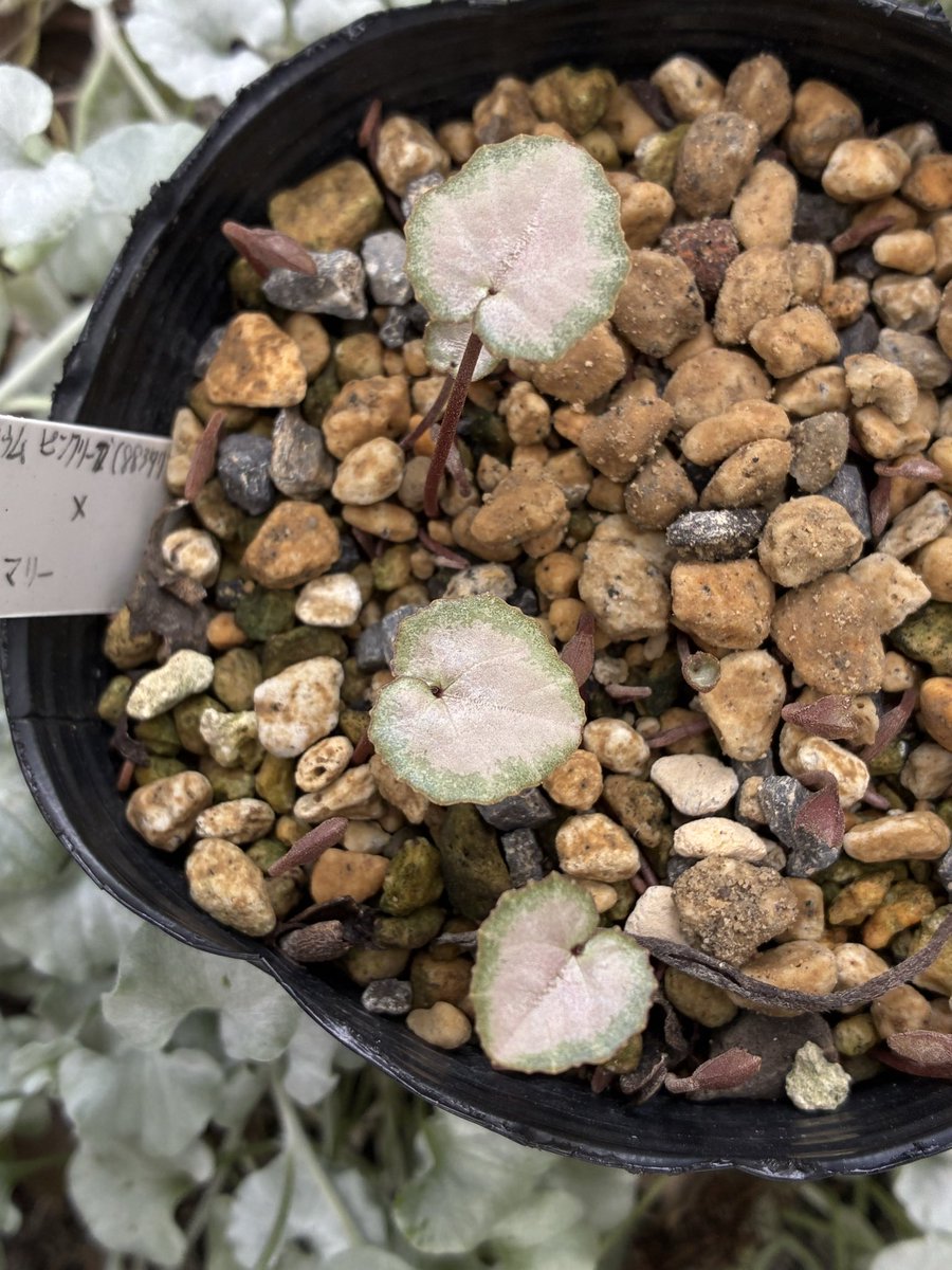 nyanko (@nya3nyanko) / Posts / X