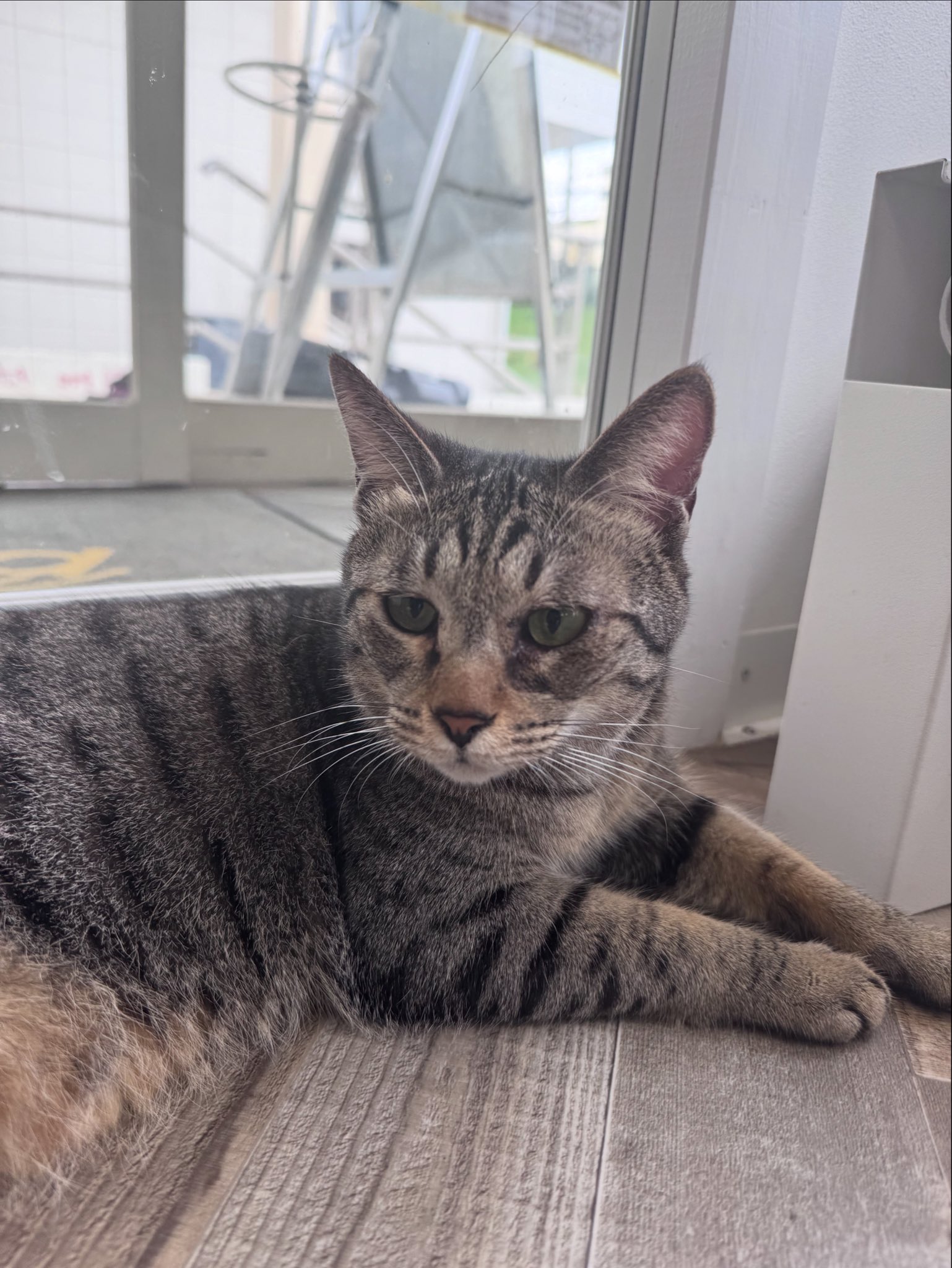 ねこ 保護猫カフェPURR on X: 