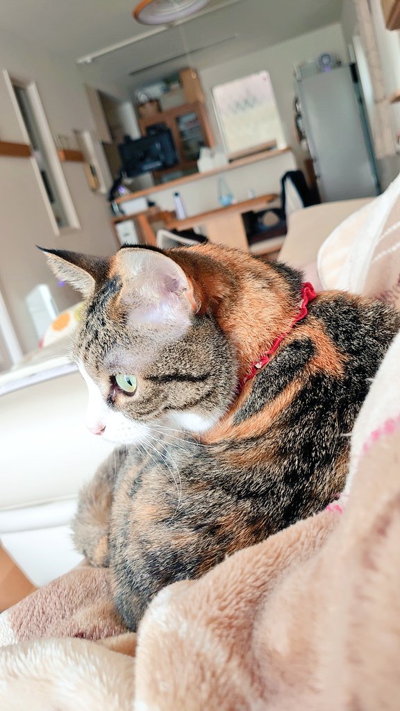 三毛猫の毛 洋猫ミックス長毛三毛赤ちゃん猫」茨城県 - 猫の里親募集(511523