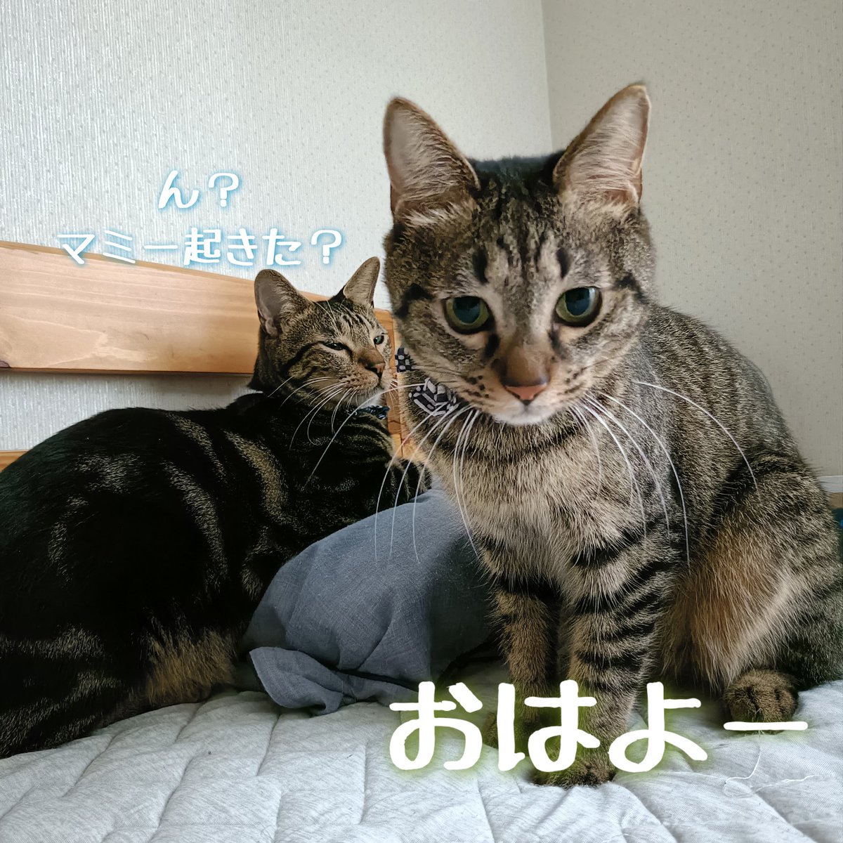 猫水ぬこ on X: 
