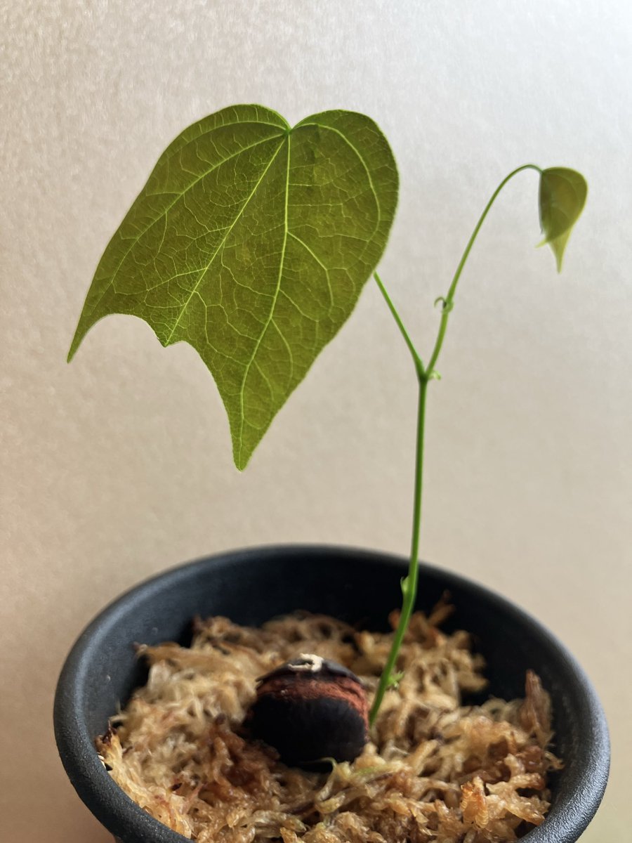 Fserc_ooshima's tweet photo. ハカマカズラの芽生え https://t.co/KFMsypw6FP