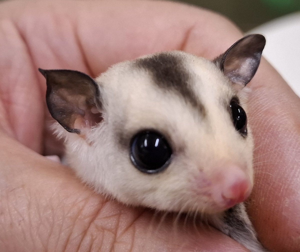 torazoukun99's tweet image. おはようございます☀️
今日のベビー達
ホワイトフェイス・モザイク
ストロベリノ直子・女の子💖

プラチナリューシ女の子
※ピンボケ無し💦
#roundface