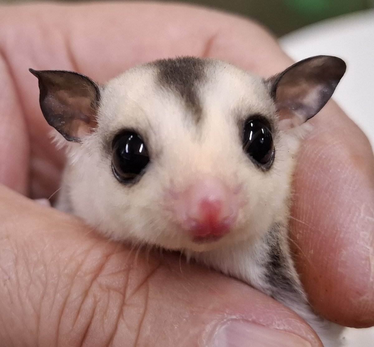 torazoukun99's tweet image. おはようございます☀️
今日のベビー達
ホワイトフェイス・モザイク
ストロベリノ直子・女の子💖

プラチナリューシ女の子
※ピンボケ無し💦
#roundface