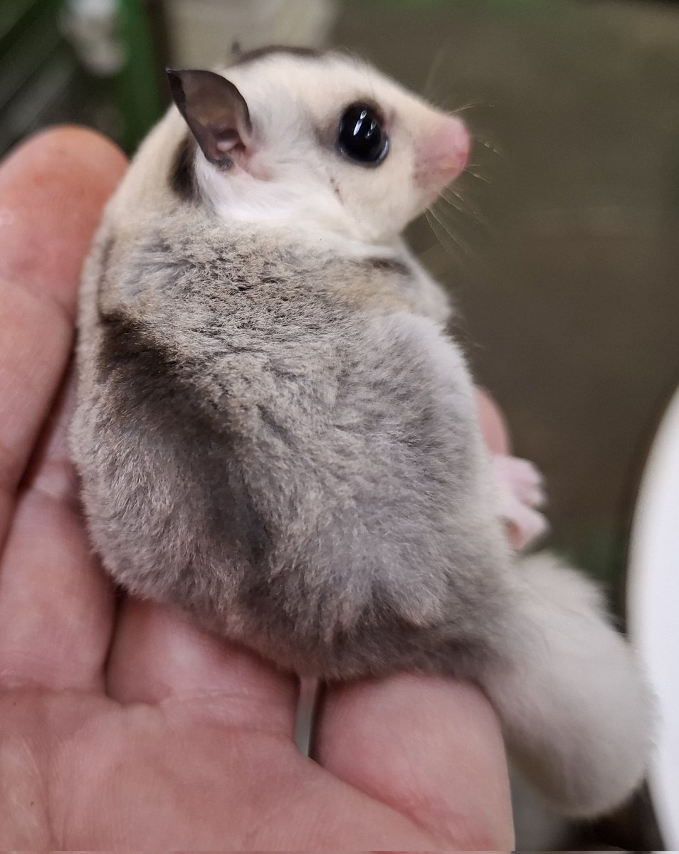 torazoukun99's tweet image. おはようございます☀️
今日のベビー達
ホワイトフェイス・モザイク
ストロベリノ直子・女の子💖

プラチナリューシ女の子
※ピンボケ無し💦
#roundface