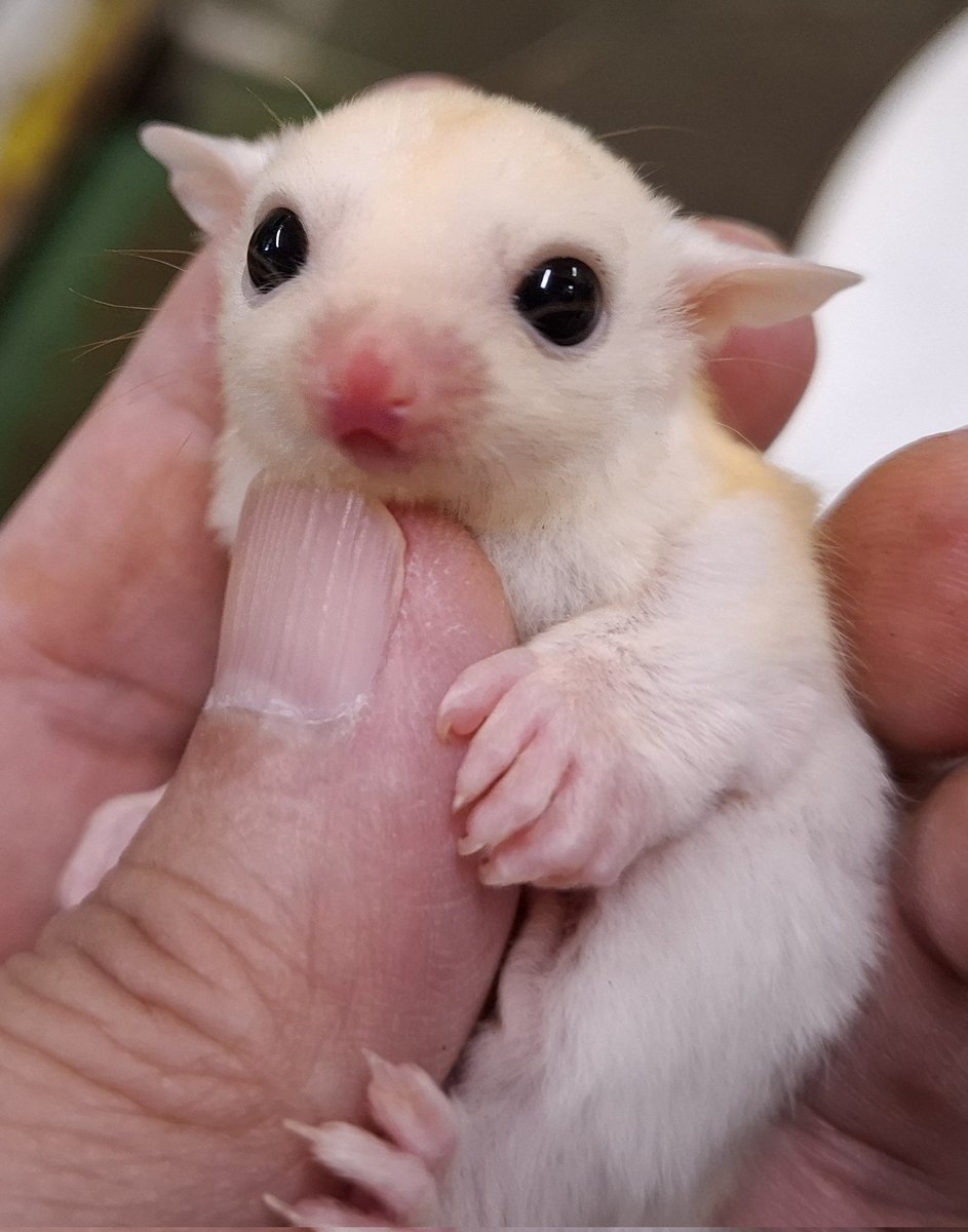 torazoukun99's tweet image. おはようございます☀️
今日のベビー達
ホワイトフェイス・モザイク
ストロベリノ直子・女の子💖

プラチナリューシ女の子
※ピンボケ無し💦
#roundface