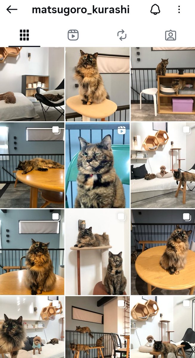 真は錆猫が好き 真は錆猫が好き サビ猫は魅力的 - Search / X