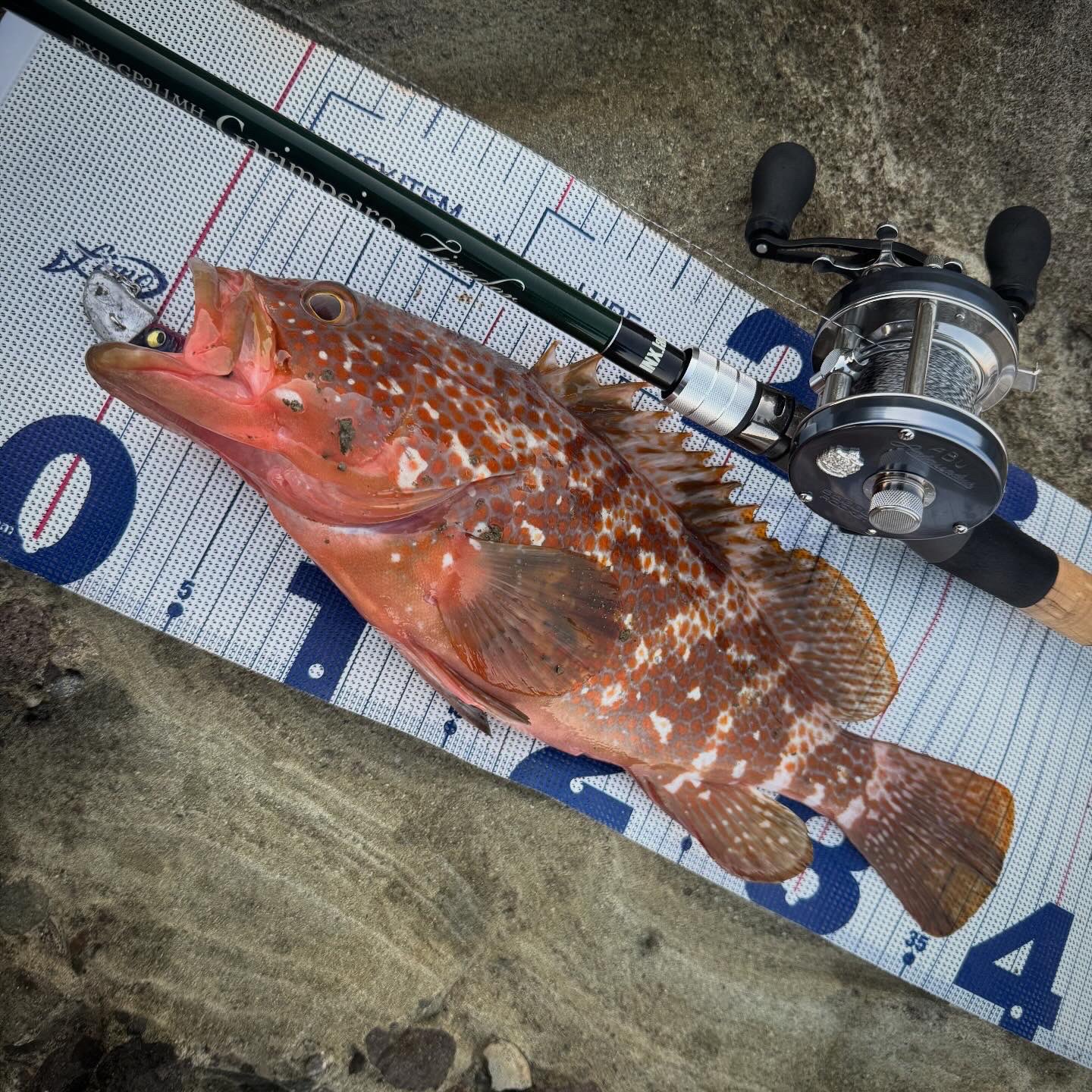 かわちゃん 2006 Kawasaki ZX636C6F NINJA ZX-6R - 636cc Standard