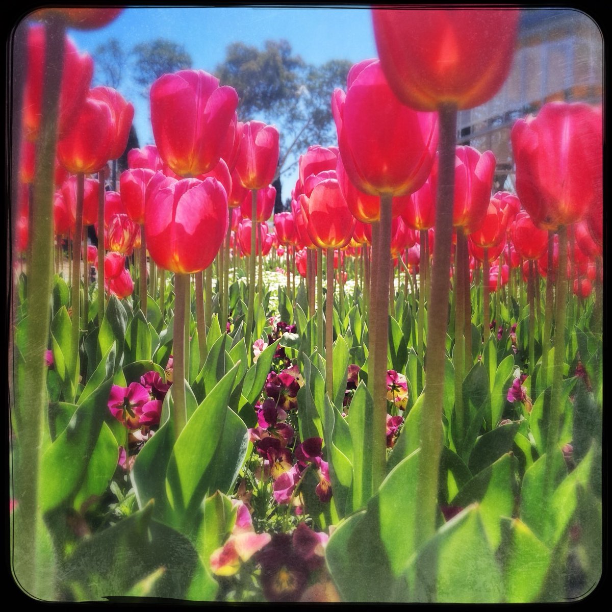Floriade in Canberra