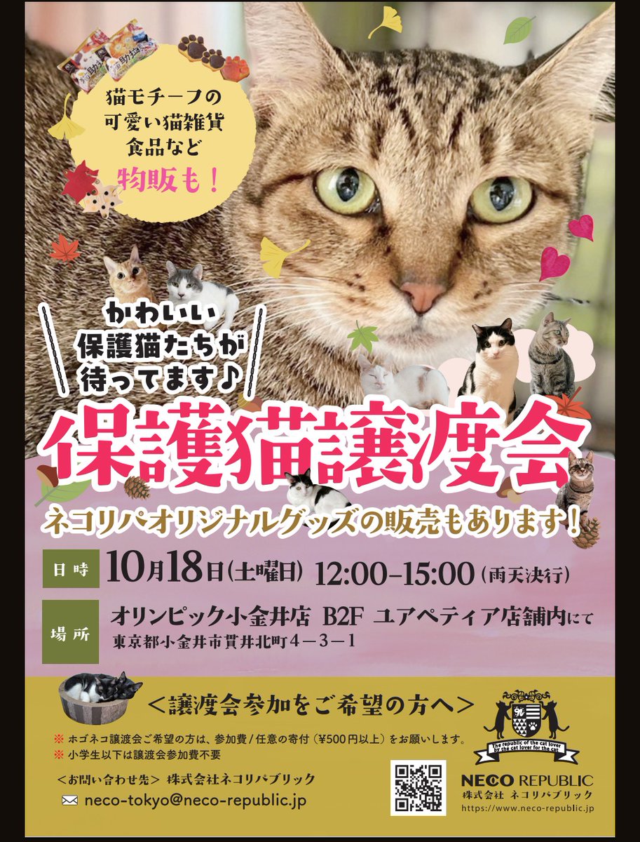 【ネコリパハウス高円寺です】
保護猫たちにご支援物資が届きました！！ありがとうございます🙇‍♀
谷中店から5匹、高円寺シェルターへ帰ってきました。
見ず知らずの猫たちに、くろたんが早速ストレスで粗相をしておりまして😭ジルケーン、本当に助かります✨

↓↓↓
#保護猫 #譲渡会 #本日