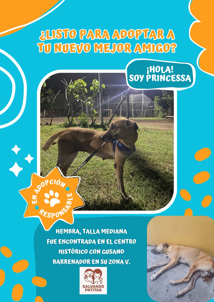 Kendaa0302's tweet photo. 🐾 Amigo, Princesa y Bruno necesitan tu ayuda 🏡💖 Fueron rescatados de situaciones muy duras y su hogar temporal cuesta $60 cada uno + comida. Si no puedes adoptar, colabora o comparte 🙏 No queremos que vuelvan a la calle 💔 #AdoptaNoCompres #RescateAnimal https://t.co/XO00vMhFTW