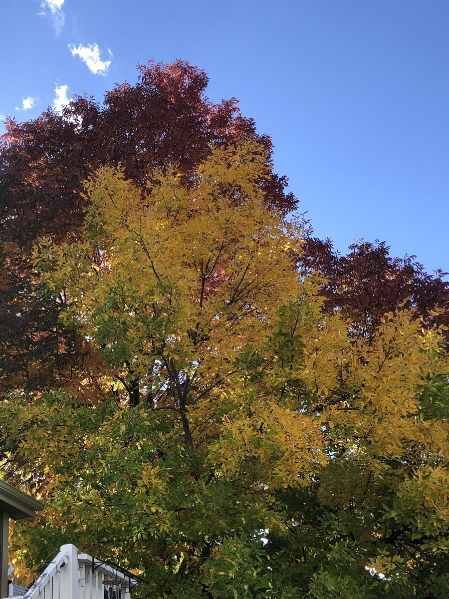 The sun is shining, the leaves are turning, the sky is blue and the Yankees won. It is a glorious day, even if I am not getting paid.