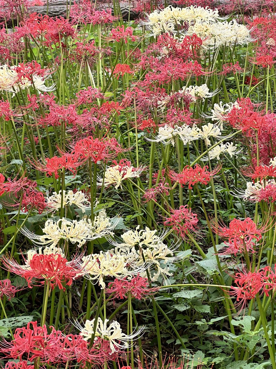 Post by 🐳💦京∗♞͂ ૂ ੭͜♞͂∗ on X: ＃曼珠沙華