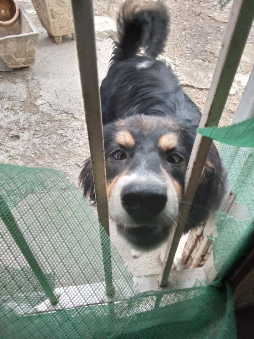 <a href="/DiloConPerritos/">Dilo con perritos</a> Son los buenos días más alegres y sonoros ,me encantan!!! gracias Roky