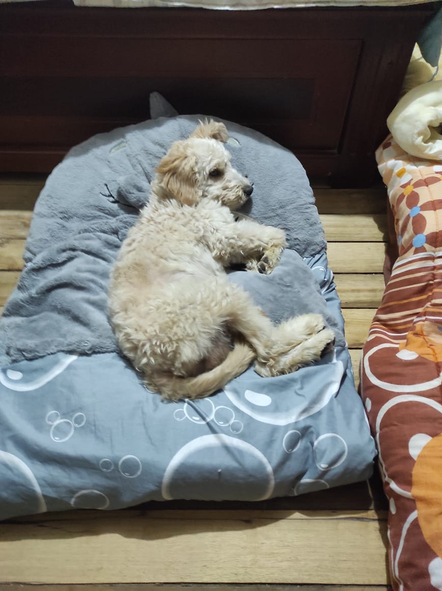 Agradezco a quienes siempre están para nuestros pequeños hoy mas q nunca tratamos de seguir con esta labor quienes puedan ayudarnos 🙏🏻🐾 <a href="/Alexalvz12/">Alexandra</a> <a href="/Mariabelenfrei2/">Maria belen freire</a> <a href="/cyberexplorador/">Hugo M.</a> <a href="/ManuSaenzVolvio/">Manu Saenz💛💛</a> <a href="/CynJV/">CJC</a> <a href="/Kattycita10/">Kattycita</a> <a href="/vnssvi28/">Vanessa V 🇪🇨</a>