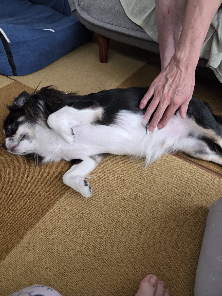 chiwawa_goro's tweet photo. おはようございます
本日、朝イチのヘソ天
#チワワ
#犬 https://t.co/LFimohwfgZ