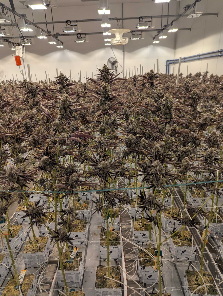 Check out this crop, she’s about to get chopped, looking real good🔥🙏 Our team has been doing work❤️