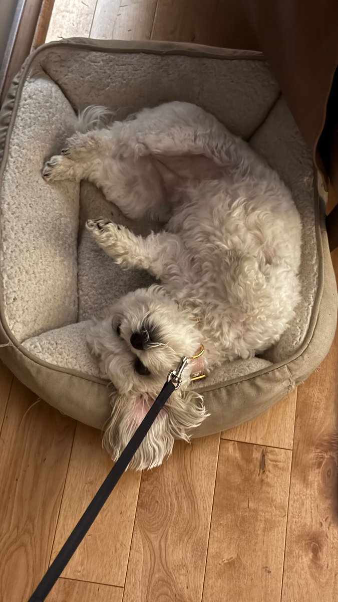 Daniel A. Gilbert tweet media