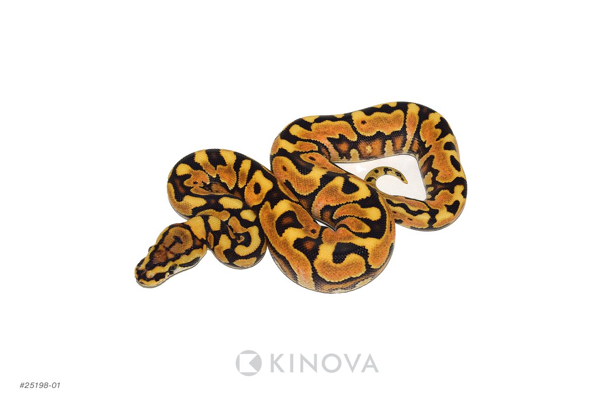 KINOVA Reptiles tweet media