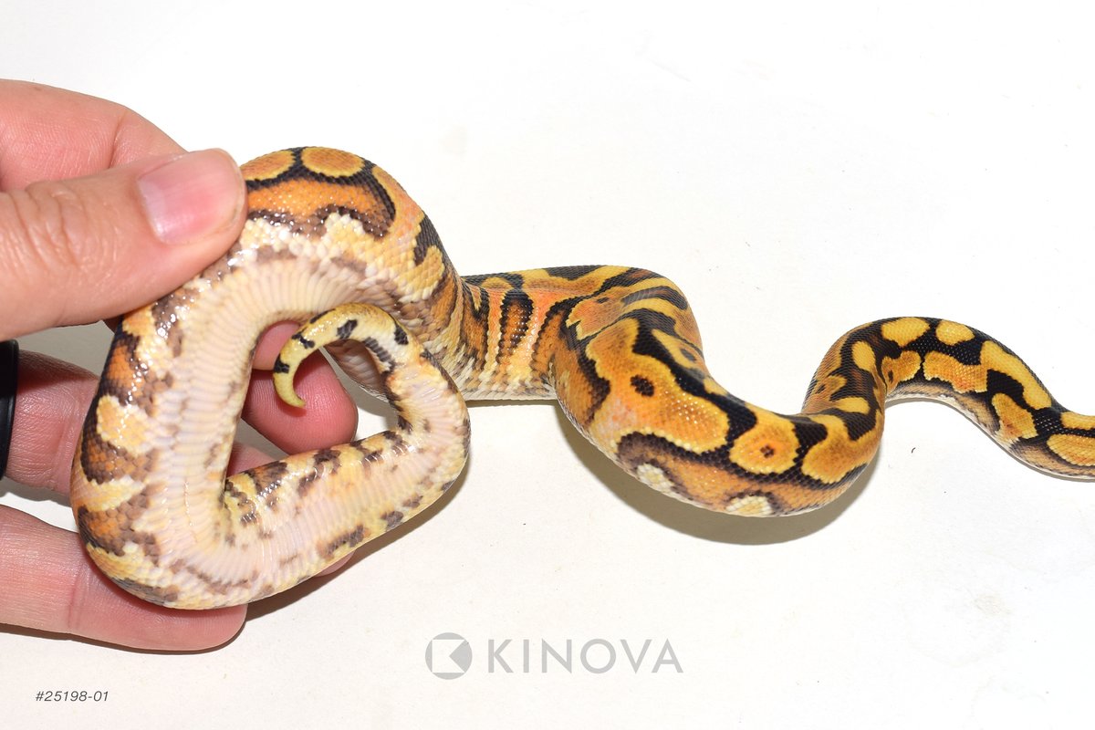 KINOVA Reptiles tweet media