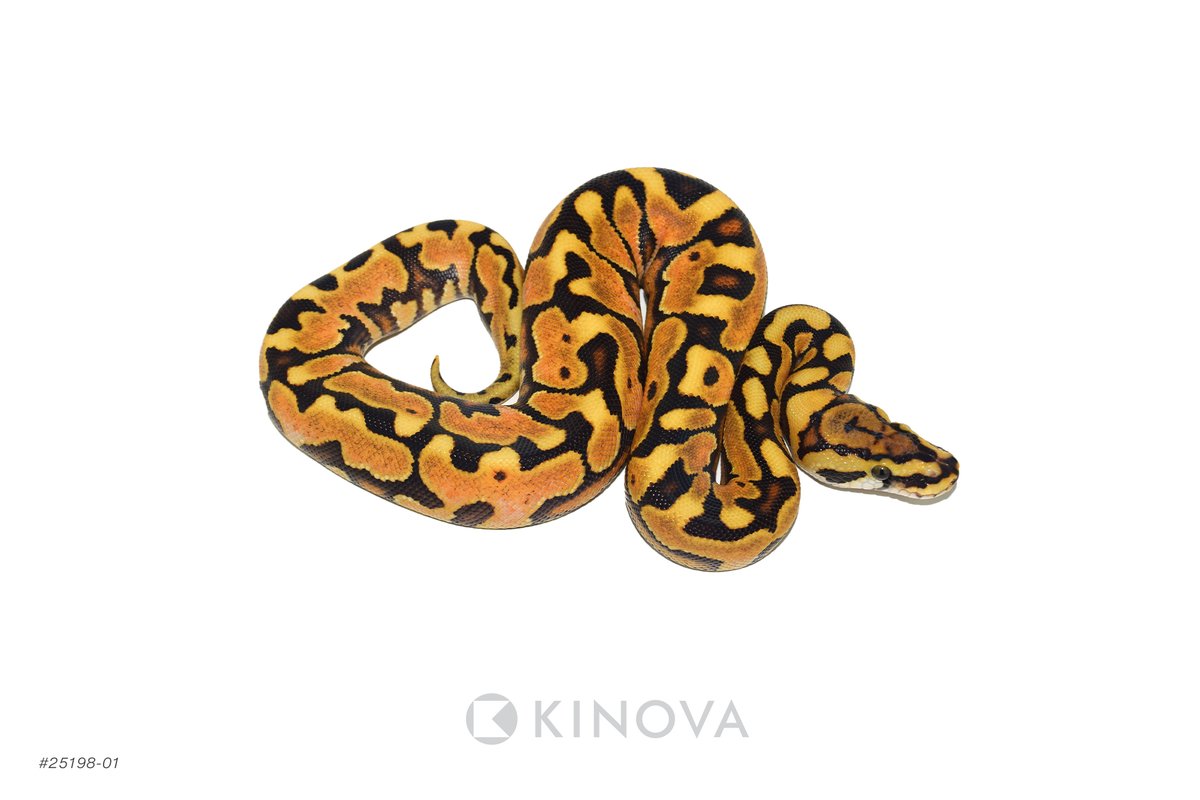 KINOVA Reptiles tweet media