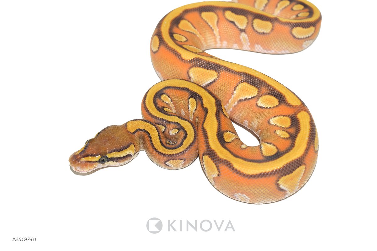 KINOVA Reptiles tweet media