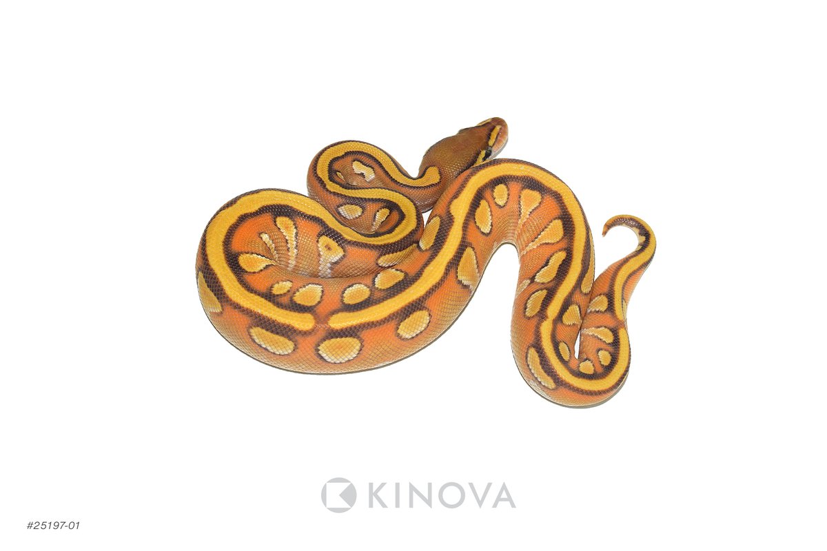 KINOVA Reptiles tweet media