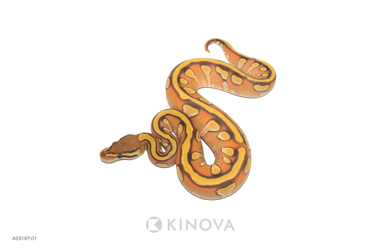 KINOVA Reptiles tweet media