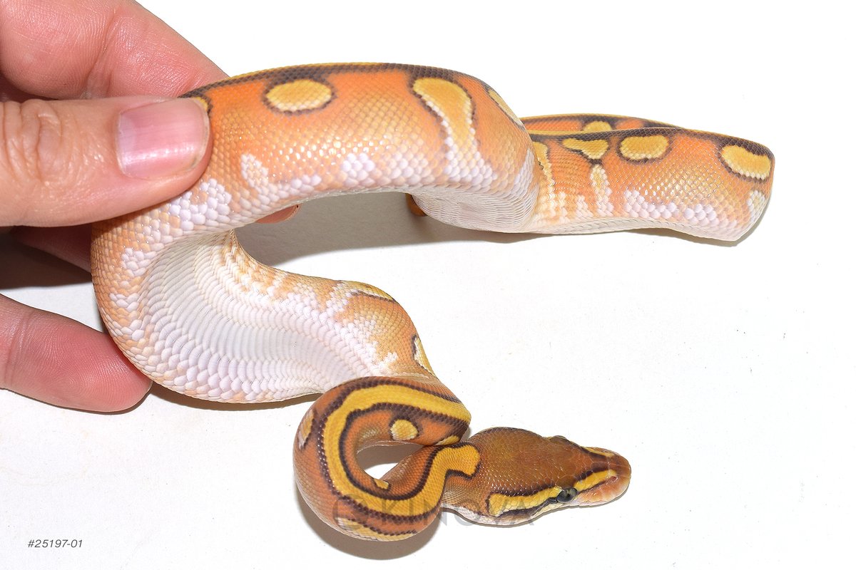 KINOVA Reptiles tweet media