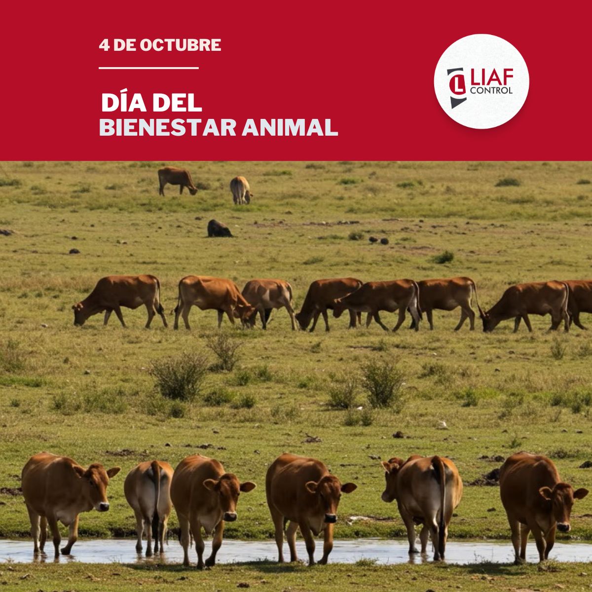 liafcontrol's tweet photo. 📍Hoy es el Día Mundial del #BienestarAnimal > Una fecha que celebra los derechos y el bienestar de los animales en todo el mundo.
Nuestro #Esquema de #Certificación de #Protocolos de Bienestar Animal abarca toda la cadena de suministro de la producción ganadera en la Argentina. https://t.co/liuR9y4UxQ