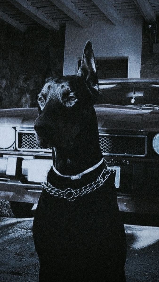 Mango (@mangofps__) on Twitter photo 