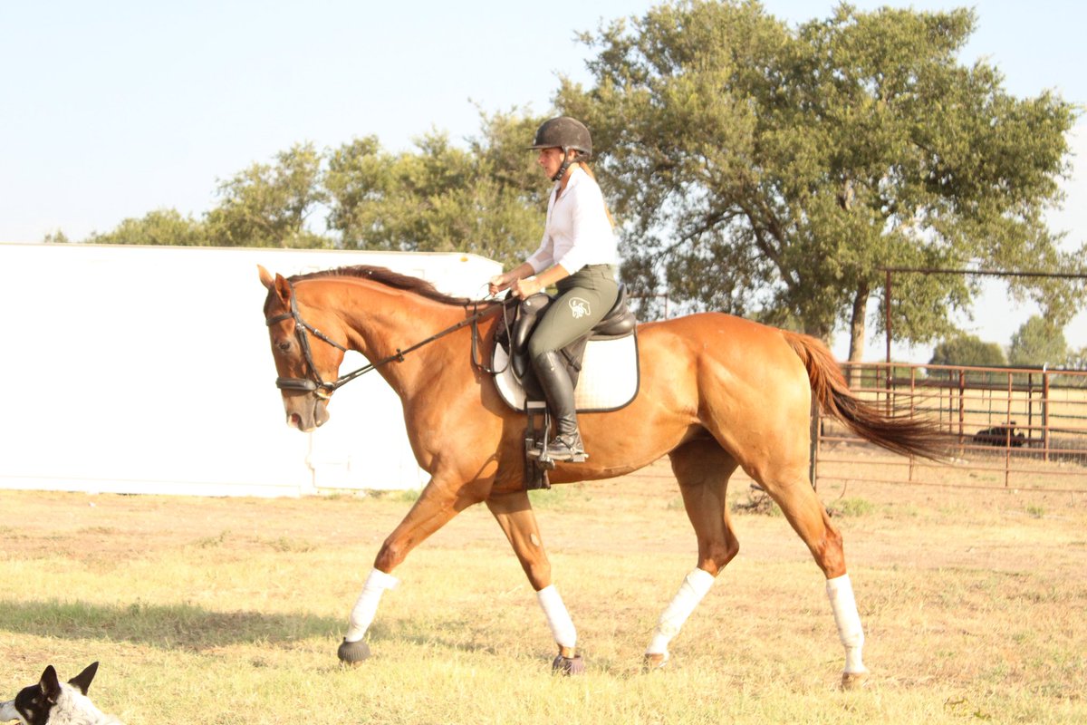 AfterFinishLine's tweet photo. Meet BOSTON BUGLAR, a #Calbred #OTTB competing in Dressage at TB Makeover 10/8-11 at KY Horse Park. Earned $1,900 racing at Santa Anita/Pleasanton. Lives in Texas. Eligible for $5K Top-Placed Cal-Bred Award & reimbursement of entry/schooling/stall fees. https://t.co/5ZpygkIjGs